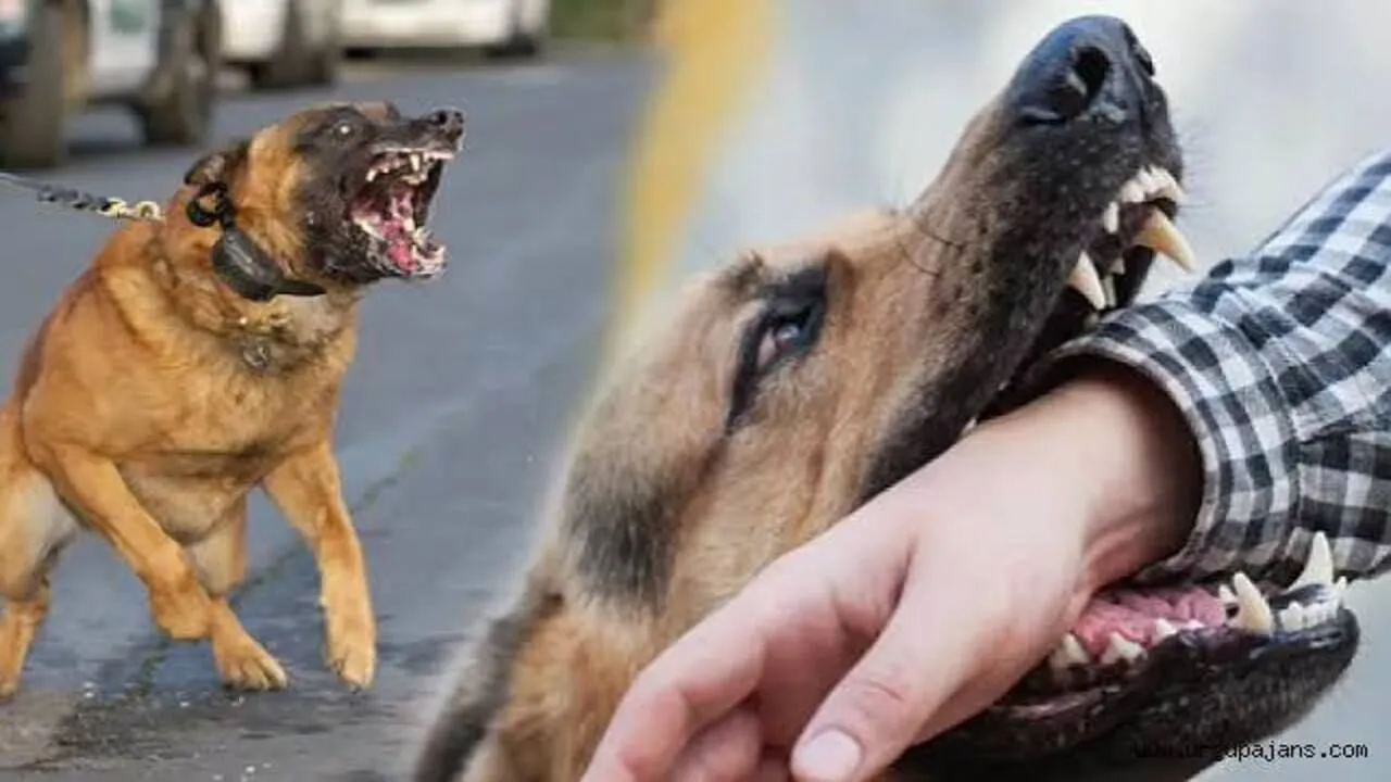 Şanlıurfa'da Başıboş Köpek Saldırısı